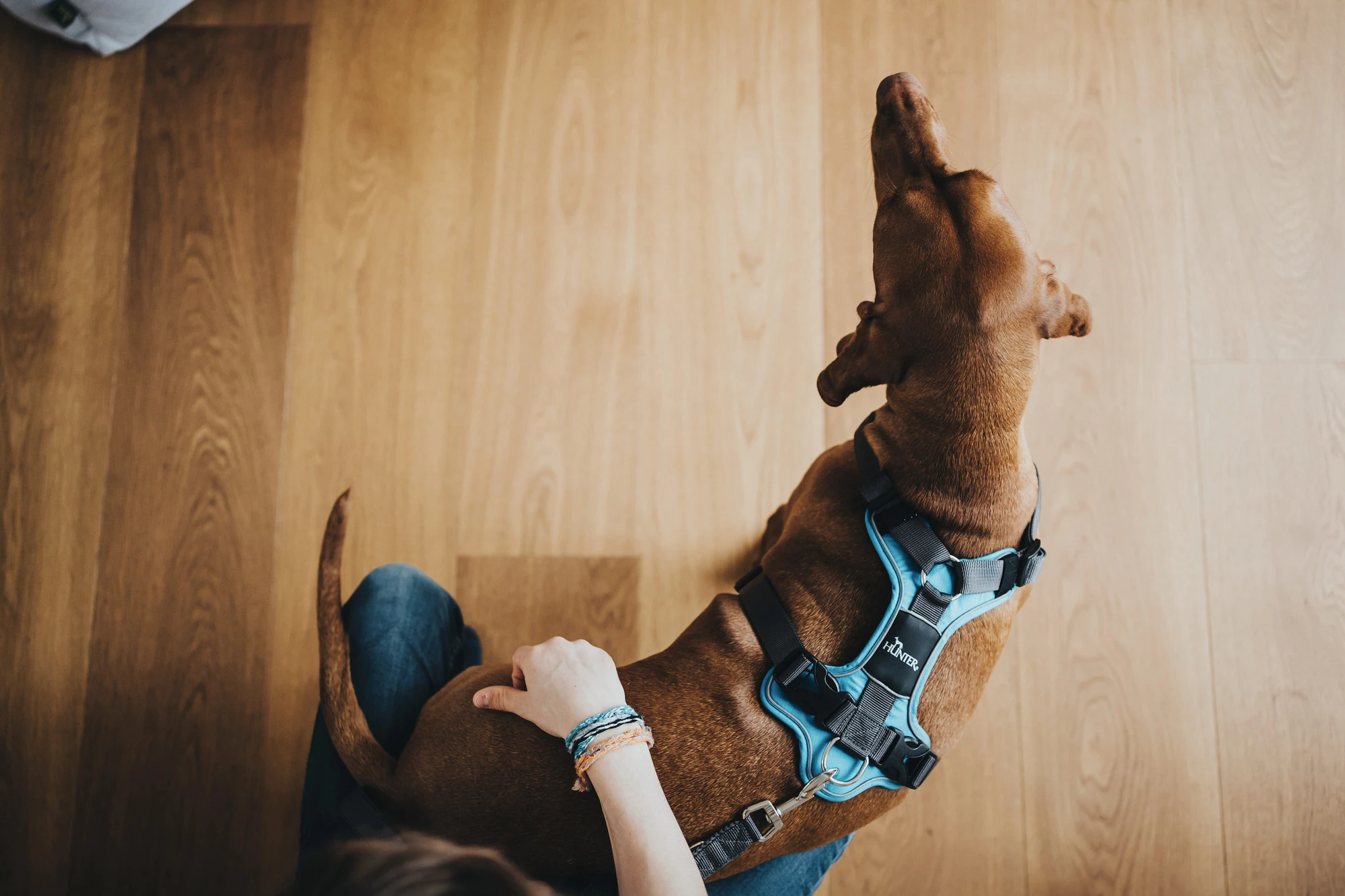 Hunter Divo hundesele S-M lyseblå/grå just mave 52-68 cm - Fleksibel støtte og komfort